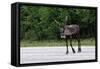 Wild Reindeer Crossing a Road in Lapland, Scandinavia-1photo-Framed Stretched Canvas