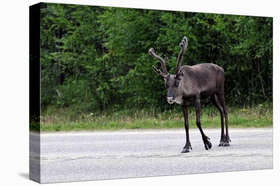 Wild Reindeer Crossing a Road in Lapland, Scandinavia-1photo-Stretched Canvas