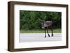 Wild Reindeer Crossing a Road in Lapland, Scandinavia-1photo-Framed Photographic Print