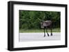 Wild Reindeer Crossing a Road in Lapland, Scandinavia-1photo-Framed Photographic Print