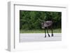 Wild Reindeer Crossing a Road in Lapland, Scandinavia-1photo-Framed Photographic Print