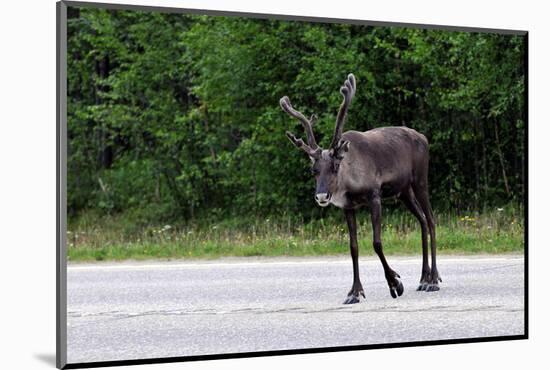 Wild Reindeer Crossing a Road in Lapland, Scandinavia-1photo-Mounted Photographic Print