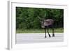 Wild Reindeer Crossing a Road in Lapland, Scandinavia-1photo-Framed Photographic Print