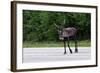 Wild Reindeer Crossing a Road in Lapland, Scandinavia-1photo-Framed Photographic Print