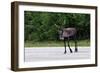 Wild Reindeer Crossing a Road in Lapland, Scandinavia-1photo-Framed Photographic Print