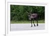 Wild Reindeer Crossing a Road in Lapland, Scandinavia-1photo-Framed Photographic Print