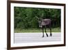 Wild Reindeer Crossing a Road in Lapland, Scandinavia-1photo-Framed Photographic Print