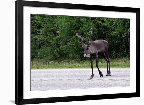 Wild Reindeer Crossing a Road in Lapland, Scandinavia-1photo-Framed Photographic Print