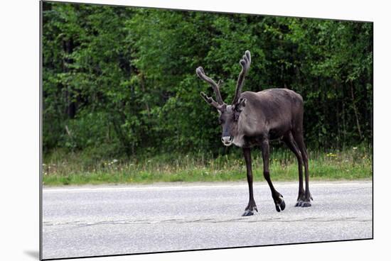Wild Reindeer Crossing a Road in Lapland, Scandinavia-1photo-Mounted Photographic Print