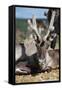 Wild Reindeer Looking at You, on a Mountain Top in Lapland, Scandinavia-1photo-Framed Stretched Canvas