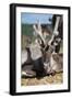 Wild Reindeer Looking at You, on a Mountain Top in Lapland, Scandinavia-1photo-Framed Photographic Print