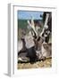 Wild Reindeer Looking at You, on a Mountain Top in Lapland, Scandinavia-1photo-Framed Photographic Print