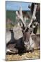 Wild Reindeer Looking at You, on a Mountain Top in Lapland, Scandinavia-1photo-Mounted Photographic Print