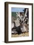 Wild Reindeer Looking at You, on a Mountain Top in Lapland, Scandinavia-1photo-Framed Photographic Print