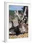 Wild Reindeer Looking at You, on a Mountain Top in Lapland, Scandinavia-1photo-Framed Photographic Print