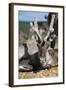 Wild Reindeer Looking at You, on a Mountain Top in Lapland, Scandinavia-1photo-Framed Photographic Print