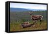 Wild Reindeer on Top of a Mountain in Lapland, Scandinavia-1photo-Framed Stretched Canvas