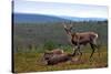 Wild Reindeer on Top of a Mountain in Lapland, Scandinavia-1photo-Stretched Canvas