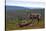 Wild Reindeer on Top of a Mountain in Lapland, Scandinavia-1photo-Stretched Canvas