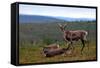 Wild Reindeer on Top of a Mountain in Lapland, Scandinavia-1photo-Framed Stretched Canvas