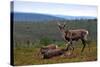 Wild Reindeer on Top of a Mountain in Lapland, Scandinavia-1photo-Stretched Canvas