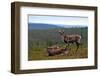 Wild Reindeer on Top of a Mountain in Lapland, Scandinavia-1photo-Framed Photographic Print