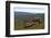 Wild Reindeer on Top of a Mountain in Lapland, Scandinavia-1photo-Framed Photographic Print