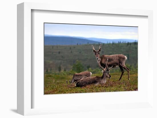 Wild Reindeer on Top of a Mountain in Lapland, Scandinavia-1photo-Framed Photographic Print