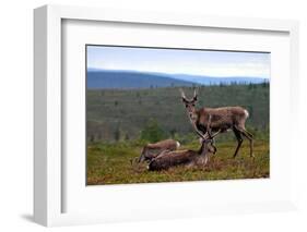 Wild Reindeer on Top of a Mountain in Lapland, Scandinavia-1photo-Framed Photographic Print