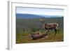 Wild Reindeer on Top of a Mountain in Lapland, Scandinavia-1photo-Framed Photographic Print