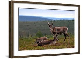 Wild Reindeer on Top of a Mountain in Lapland, Scandinavia-1photo-Framed Photographic Print