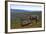 Wild Reindeer on Top of a Mountain in Lapland, Scandinavia-1photo-Framed Photographic Print