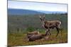 Wild Reindeer on Top of a Mountain in Lapland, Scandinavia-1photo-Mounted Photographic Print