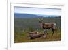 Wild Reindeer on Top of a Mountain in Lapland, Scandinavia-1photo-Framed Photographic Print