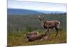 Wild Reindeer on Top of a Mountain in Lapland, Scandinavia-1photo-Mounted Photographic Print