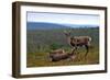 Wild Reindeer on Top of a Mountain in Lapland, Scandinavia-1photo-Framed Photographic Print