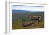 Wild Reindeer on Top of a Mountain in Lapland, Scandinavia-1photo-Framed Photographic Print