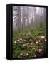 Wild Rhododendrons below Fir Trees-Steve Terrill-Framed Stretched Canvas