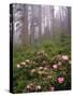 Wild Rhododendrons below Fir Trees-Steve Terrill-Stretched Canvas