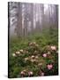 Wild Rhododendrons below Fir Trees-Steve Terrill-Stretched Canvas