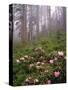 Wild Rhododendrons below Fir Trees-Steve Terrill-Stretched Canvas