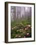 Wild Rhododendrons below Fir Trees-Steve Terrill-Framed Photographic Print