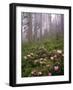 Wild Rhododendrons below Fir Trees-Steve Terrill-Framed Photographic Print