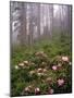 Wild Rhododendrons below Fir Trees-Steve Terrill-Mounted Photographic Print