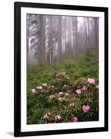 Wild Rhododendrons below Fir Trees-Steve Terrill-Framed Photographic Print