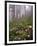 Wild Rhododendrons below Fir Trees-Steve Terrill-Framed Photographic Print