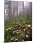 Wild Rhododendrons below Fir Trees-Steve Terrill-Mounted Photographic Print