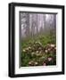 Wild Rhododendrons below Fir Trees-Steve Terrill-Framed Photographic Print