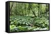 Wild Rhubarb in Macintosh Park, Knaresborough, Yorkshire, England, United Kingdom, Europe-Mark Sunderland-Framed Stretched Canvas