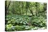 Wild Rhubarb in Macintosh Park, Knaresborough, Yorkshire, England, United Kingdom, Europe-Mark Sunderland-Stretched Canvas